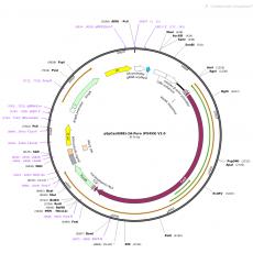 pSpCas9(BB)-2A-Puro (PX459) V2.0